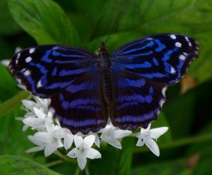 blue and white lusciousness butterfly.jpg